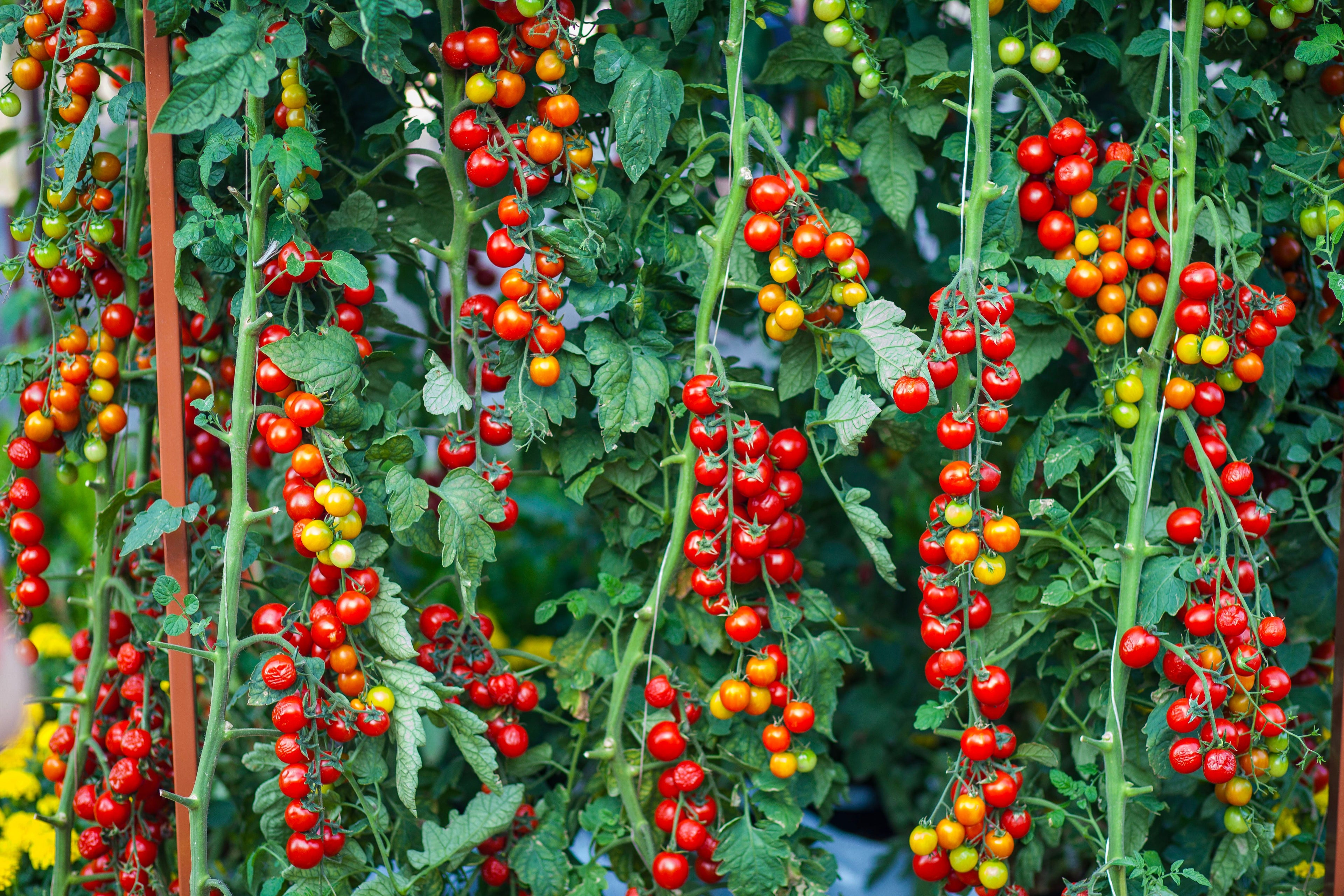 The Long, Strange Journey of Tomato Sauce: From Curiosity to Global Obsession